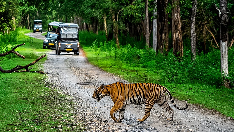 Kabini Leopard