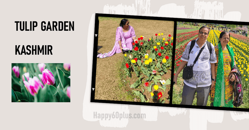 Tulip Garden in Srinagar - Happy60plus